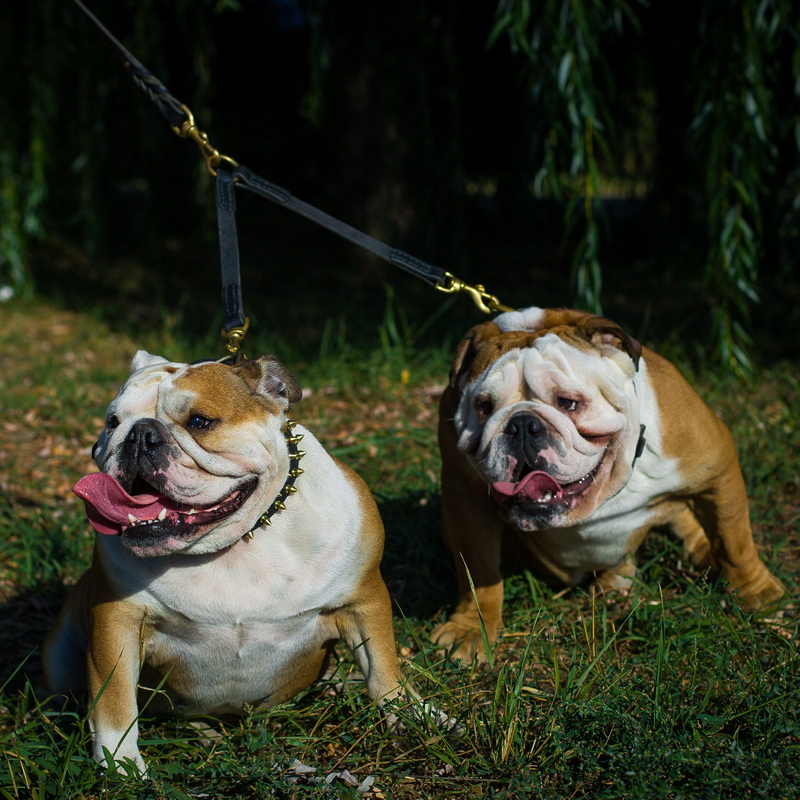 Сворка из кожи для двух английских бульдогов «Happy Dogs»